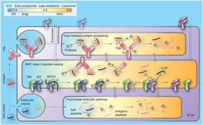 The Other Function: Class II-Restricted Antigen Presentation by B Cells